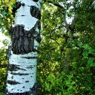 Detailed view: Birch tree trunk with white bark, black markings, and green leaves.