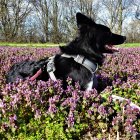 Black and white dog in purple flower field with trees and blue sky