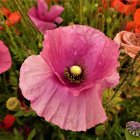 Colorful pink and red poppies in a green field