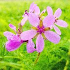 Colorful illustration of purple flowers with red stamens on green background