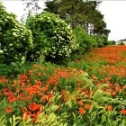 Vibrant terraced flower beds with lush greenery and colorful blooms