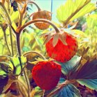 Colorful watercolor painting of ripe strawberries on plant with green and purple leaves.