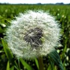 Young fairy surrounded by dandelions in magical glow