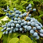 Ripe Blueberries with Powdery Coating on Green Leaves