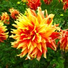 Colorful Painted Flowers: Orange and Yellow Petals with Green Foliage