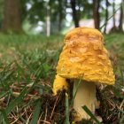 Intricate Fantasy Mushroom Houses in Enchanted Forest