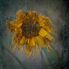 Vibrant yellow sunflower with face in center surrounded by grey petals.