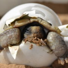 Animated tortoises in soccer ball shell with waving gesture and whimsical vibe.