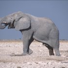 Decorative blue patterned elephant in starry night landscape