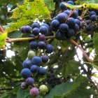 Colorful butterflies flutter around ripe purple grapes on the vine