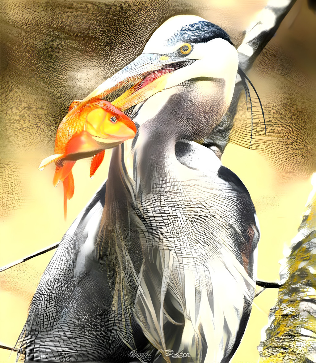 Heron & fish