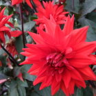 Colorful Painting of Large Red Flower Surrounded by Blooms on Blue Background