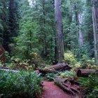 Tranquil forest path with wildflowers and misty ambiance