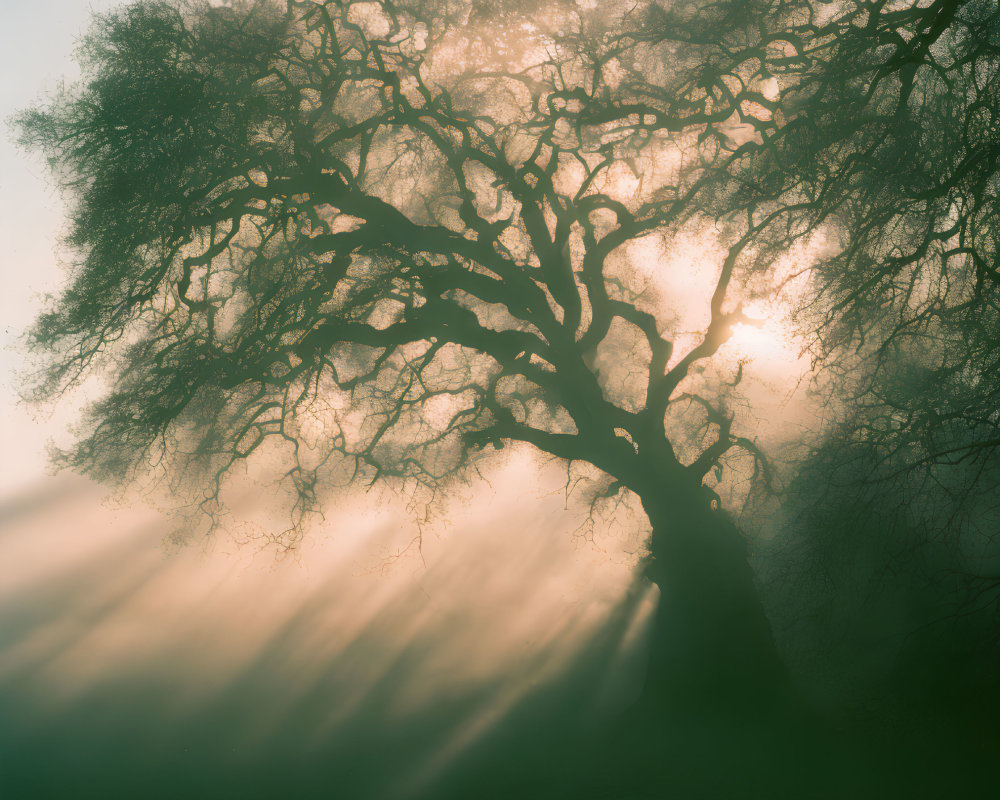 Silhouetted tree against misty backdrop with sunbeams creating serene atmosphere