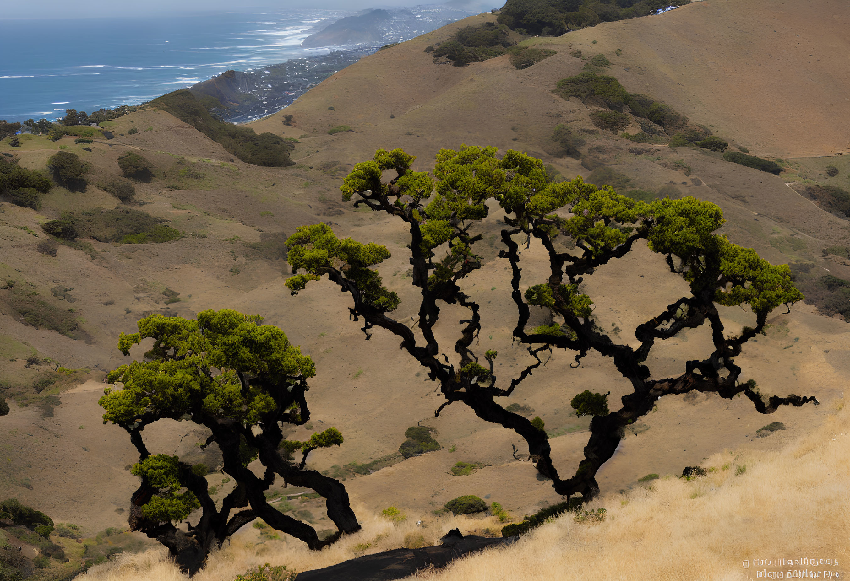 Gnarled trees on hillside overlooking coastal area with blue seas