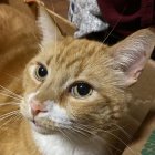 Domestic Cat with Green Eyes and Brown-Striped Fur Coat Close-Up