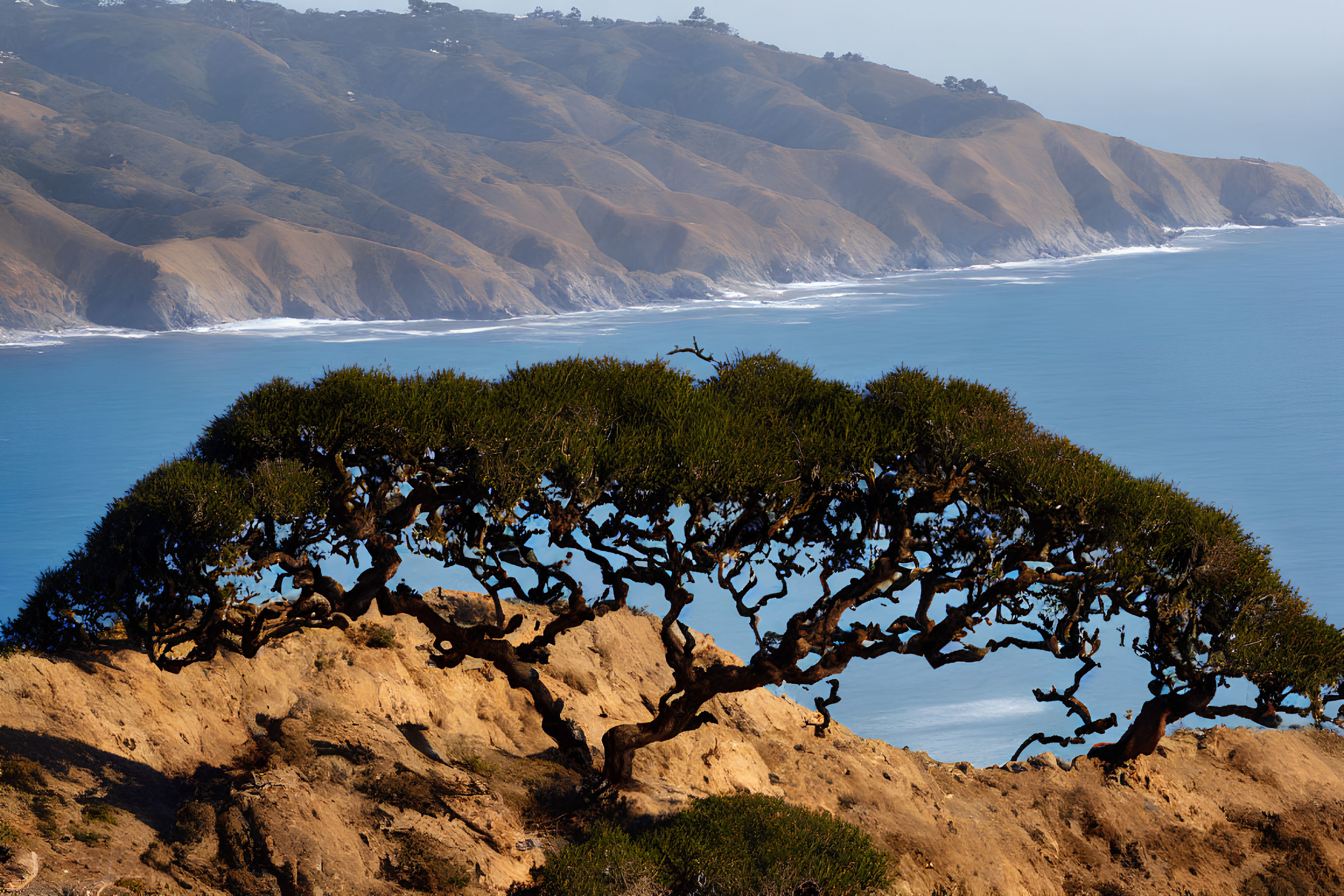 Gnarled tree on rocky bluff overlooking serene ocean coastline