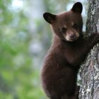 Brown bear cub clinging to tree trunk in lush forest