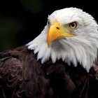 Detailed Bald Eagle Digital Artwork with Multicolored Plumage