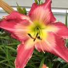 Colorful digital artwork: Large pink and orange flower with yellow center on green foliage.