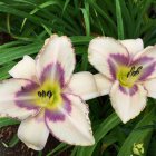 Detailed White and Purple Lilies Illustration with Green Foliage