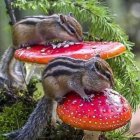 Forest scene with two squirrels on red and white mushrooms