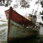 Rusted shipwreck in misty forest with giant trees