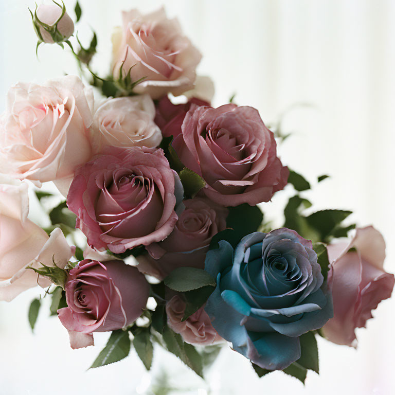 Pastel pink, deep mauve, and unique blue roses on softly lit background