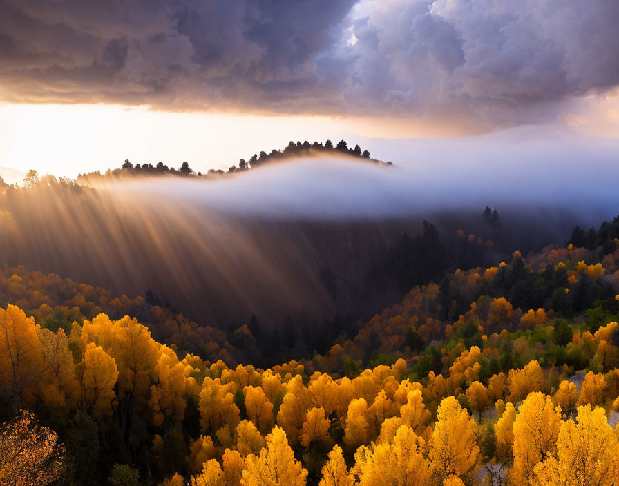 Autumn forest with sunbeams and misty atmosphere