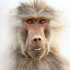 Majestic baboon with striking mane in close-up portrait