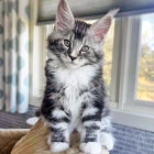 Long-Haired Tabby Cat with Green Eyes Sitting by Sunlit Window