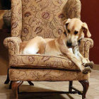 Beige and White Dog Lounging on Ornate Golden Chair