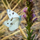 Blue butterfly with intricate wing patterns on snow-dusted pine branch with purple flowers