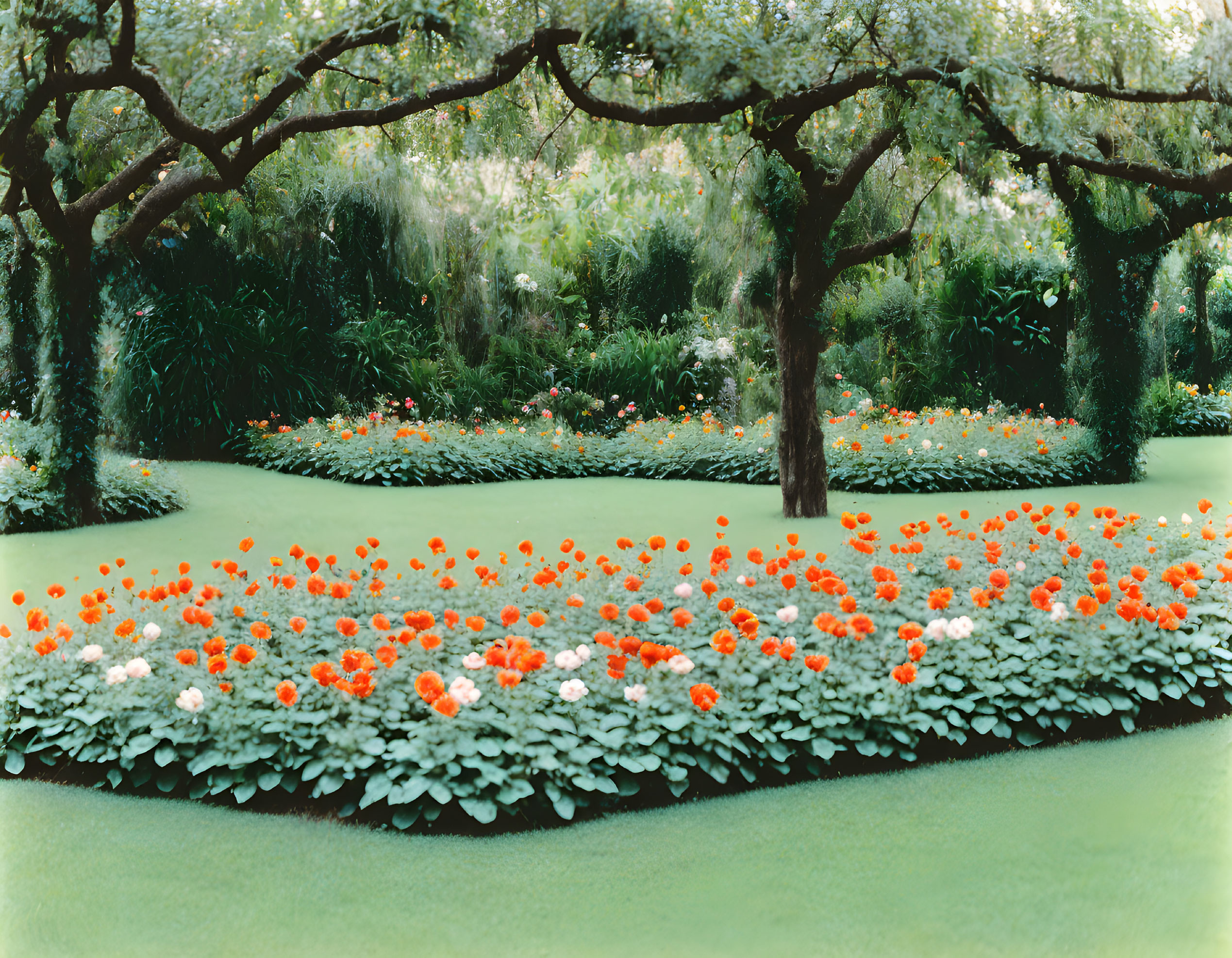 Tranquil garden with vibrant orange flowers and lush greenery