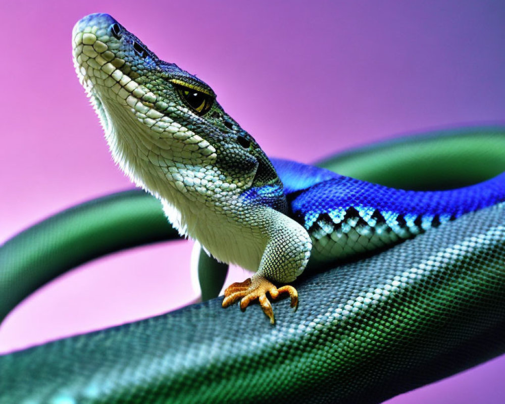 Vibrant lizard on green vine against pink and purple backdrop