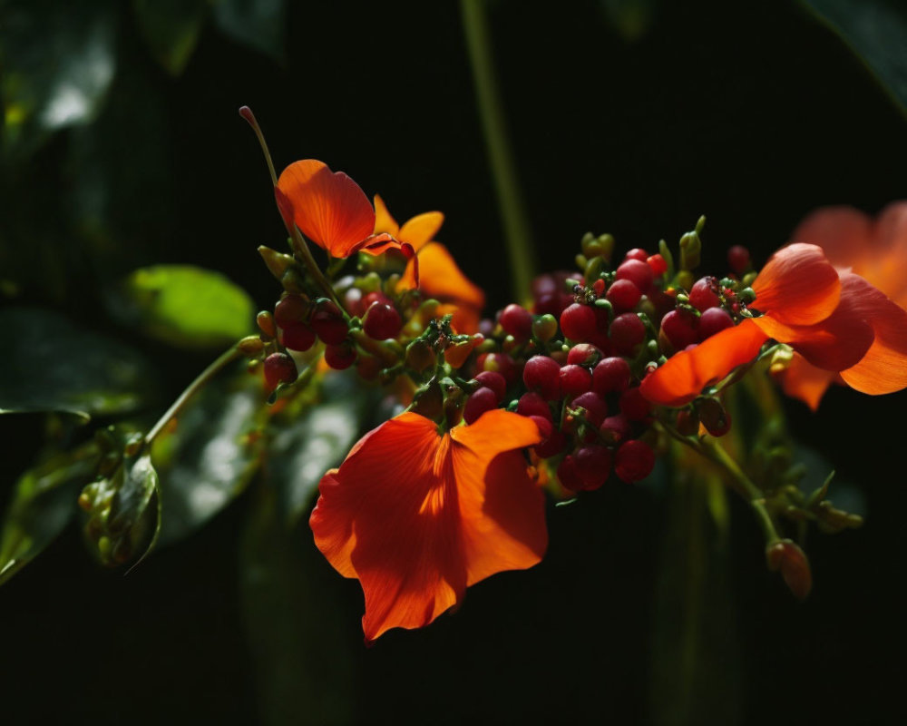 Vibrant orange flowers with red centers and buds against a dark, shadowy background