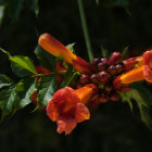 Vibrant orange flowers with red centers and buds against a dark, shadowy background