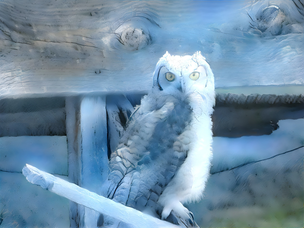 snow owl