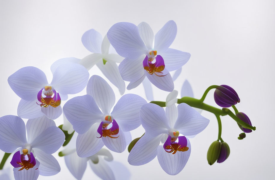 Purple Orchids with White Petals and Yellow Centers on Soft White Background