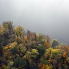 Thatched roof cottage in foggy forest with autumn foliage and stream