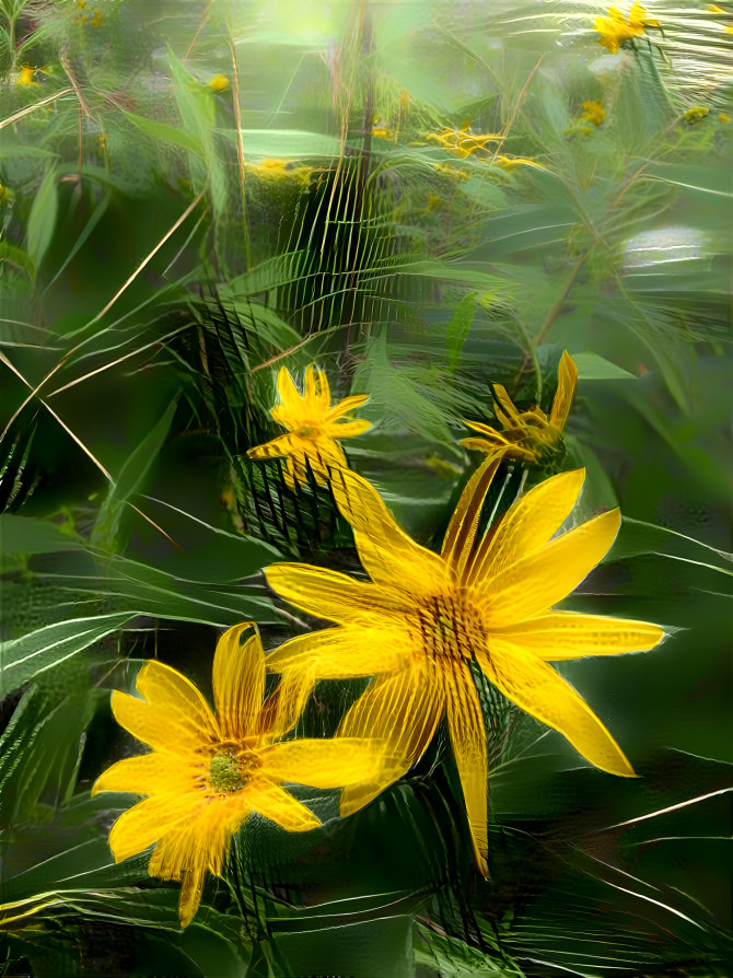 Summer wildflowers