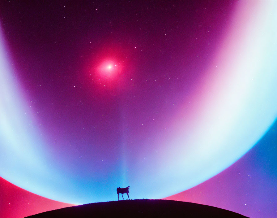 Silhouetted lone wolf under vibrant aurora borealis