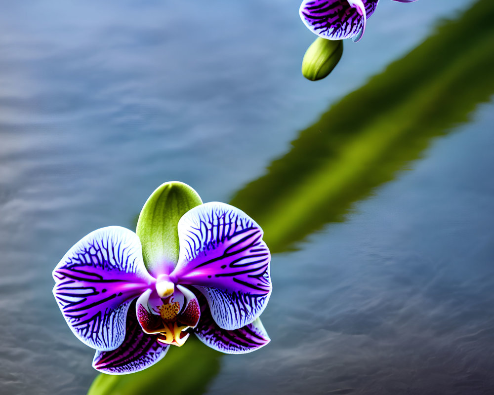 Purple orchids with intricate patterns above tranquil water