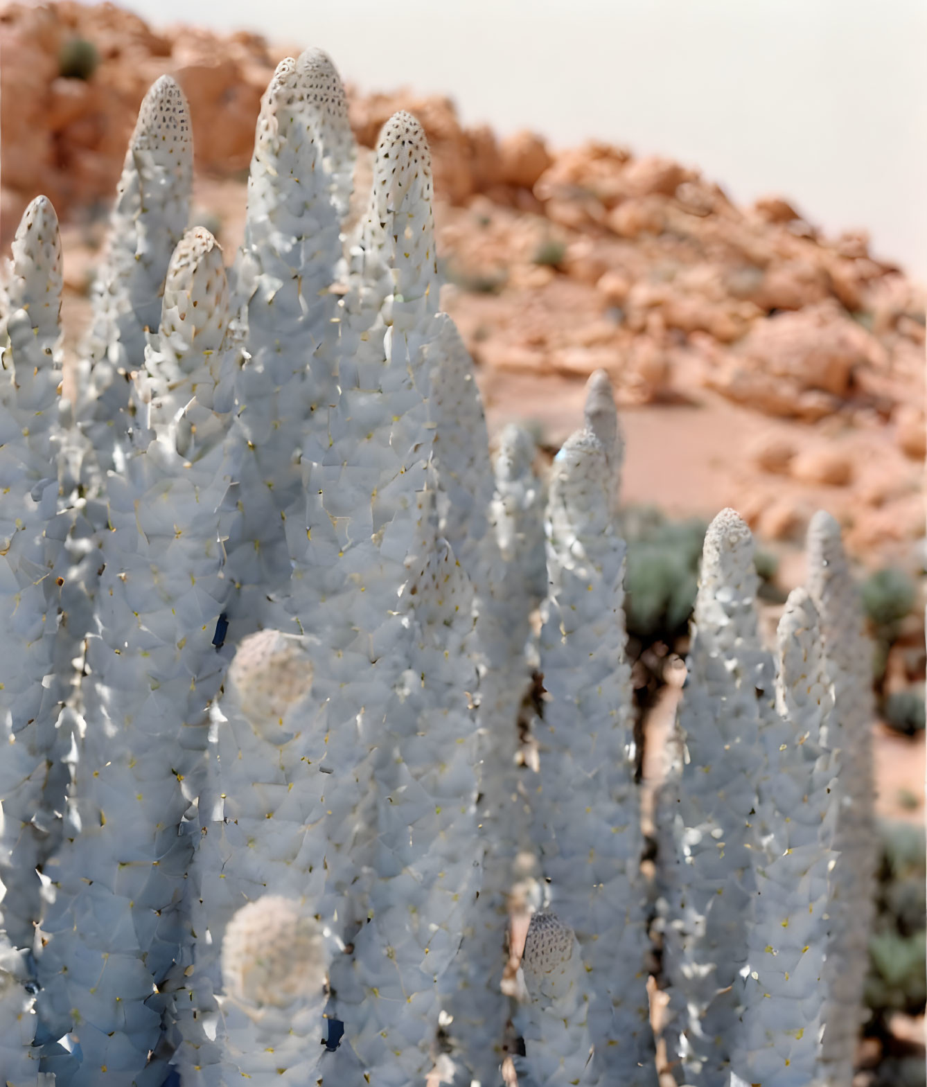 Blue-gray cacti with white spines in warm-toned desert setting