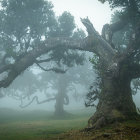 Misty Eucalyptus Trees in Serene Green Landscape