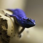 Vibrant blue gecko with orange eye on mossy surface