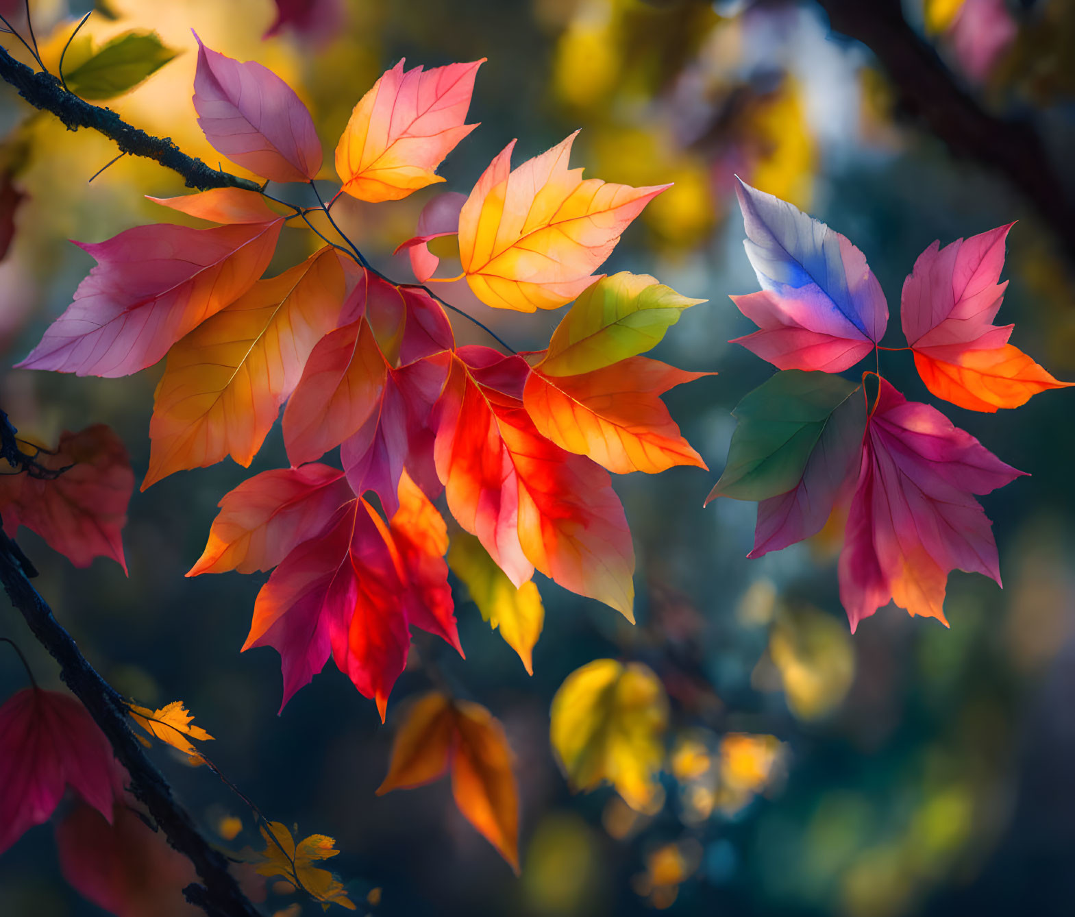 Colorful Autumn Leaves in Red, Orange, and Purple with Soft Blurred Background