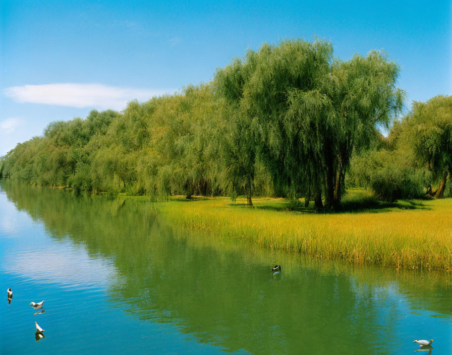 Tranquil River Landscape with Weeping Willow Trees and Ducks