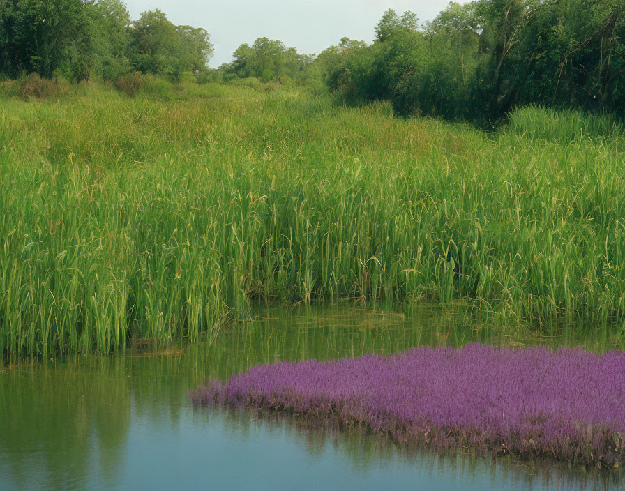 Tranquil wetland scene with lush green reeds and purple flowers