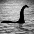 Legendary Loch Ness Monster Emerges from Rippling Water